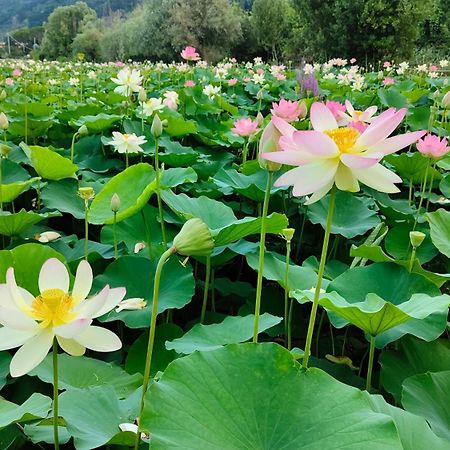 Cecco Di Nara Hotel Massarosa Ngoại thất bức ảnh